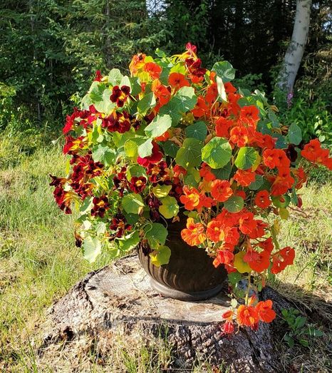 Orange and red nasturtiums growing on a stump